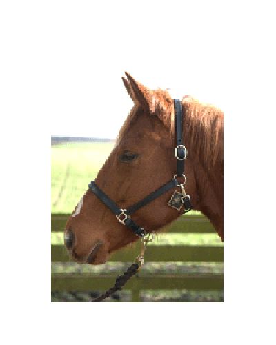 HB Luxury Leather Halter
