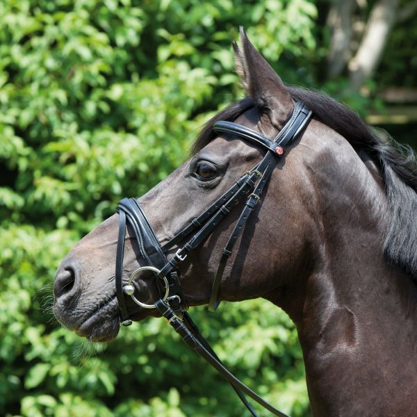 Kieffer bridle Perseus