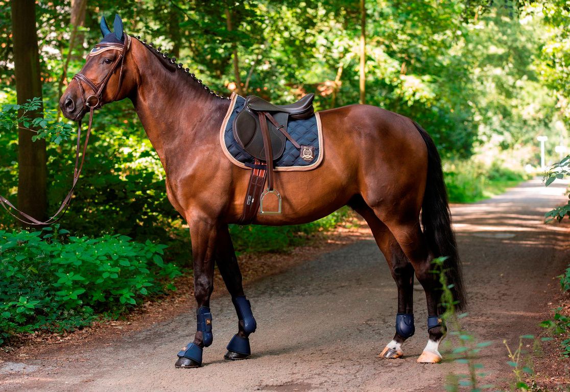 Lauria Garrelli Saddle Golden Gate Dark