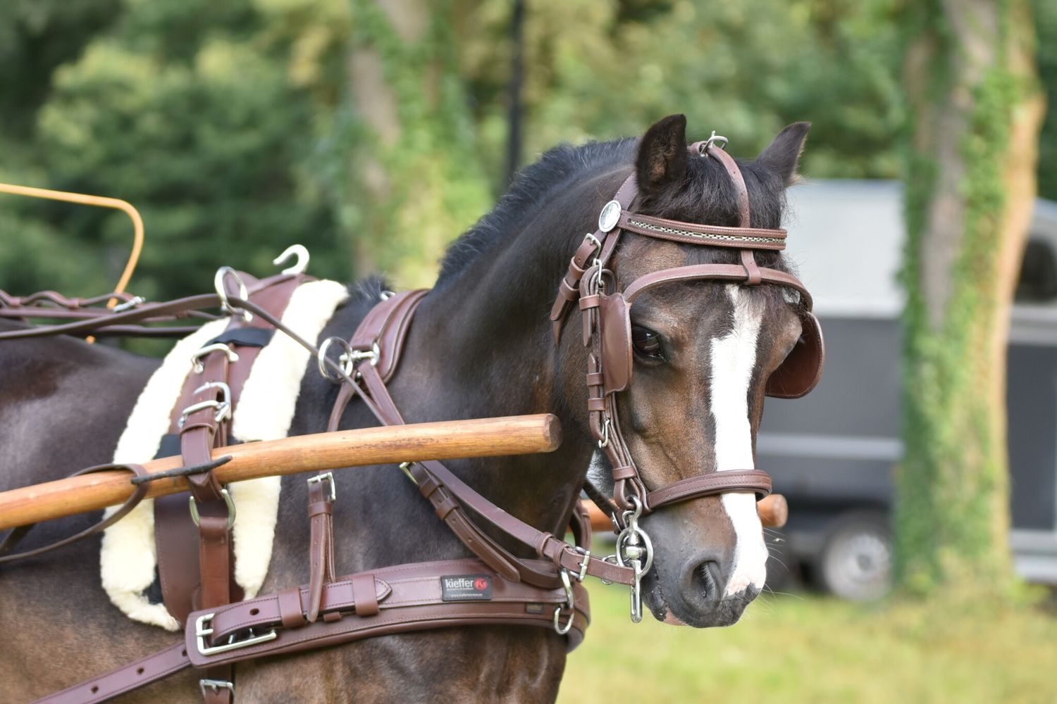 Kieffer driving harness  singleharness leather brown pony