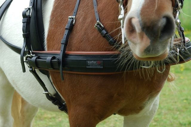 Kieffer driving harness  Shetland harness synthetic