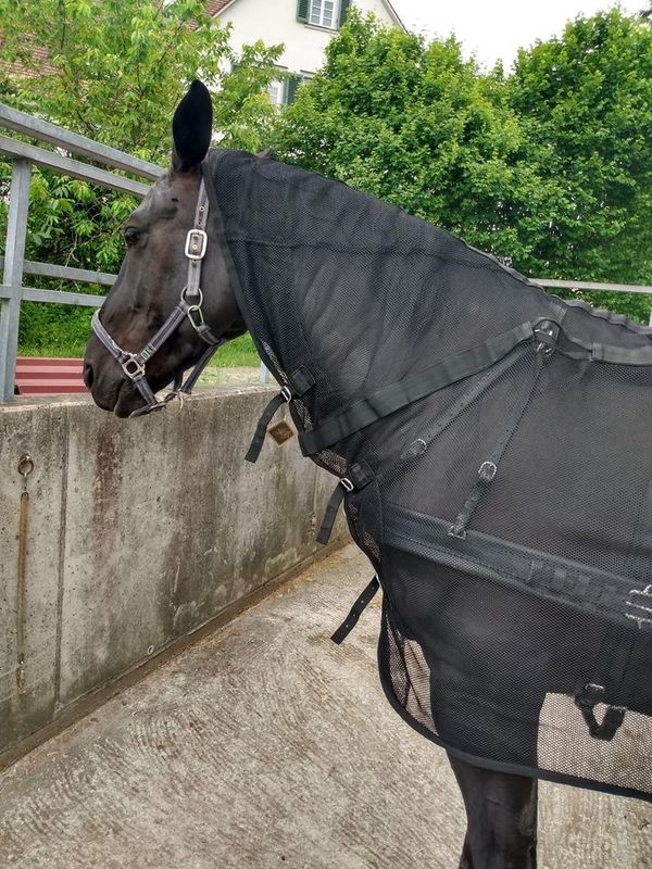 Letty&#39;s Design Fly sheet for driving horses