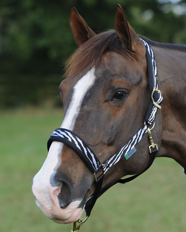 Bucas Comfort Halter Zebra Black
