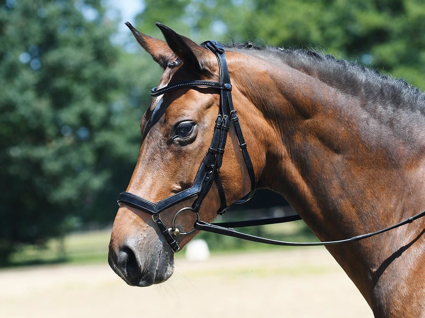 Busse Bridle Feeling