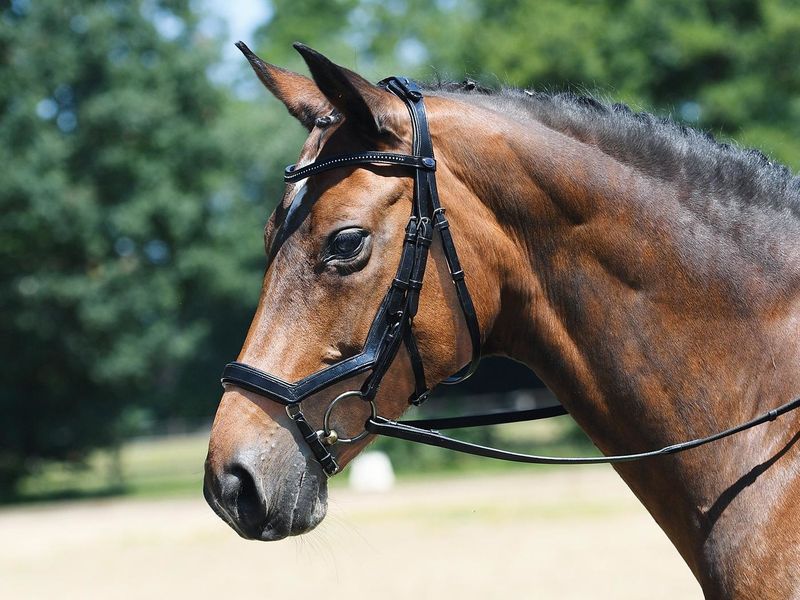 Busse Bridle Feeling