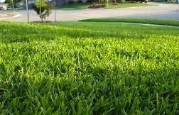 Order your lawn