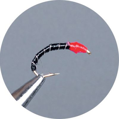 Ninfe Coregone Crown Serie O.D. Bk Scarlet