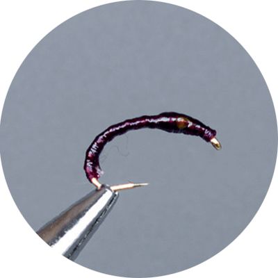 Ninfe Coregone Crown Serie Glow Claret