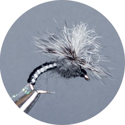 Paracadute Crown Serie Wovenklink Black
