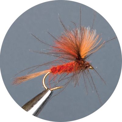 Crown Serie, Parachute​, Cdc Brown