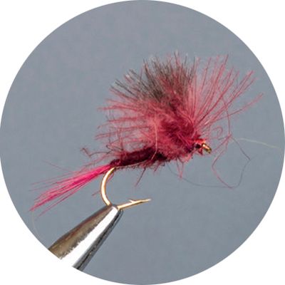 Crown Serie, Parachute​, Cdc Claret