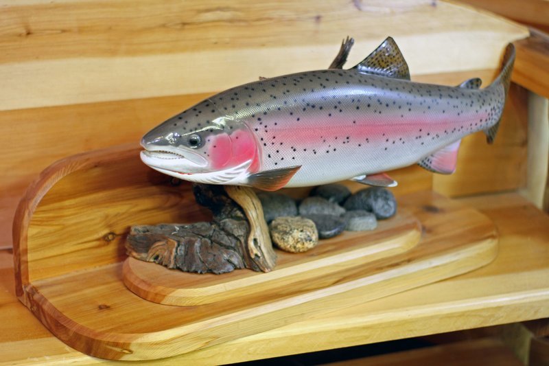 27" Cutbow Trout