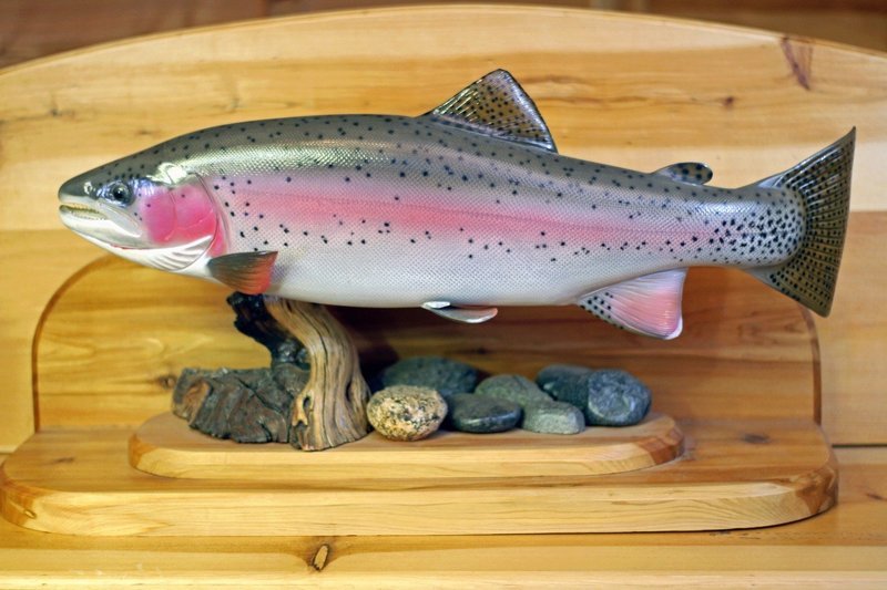 27&quot; Cutbow Trout