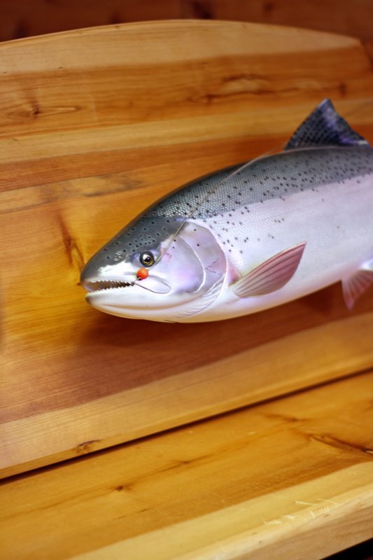 27" Steelhead