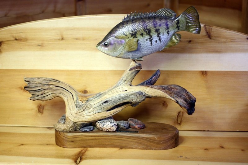 14&quot; Sacramento Perch