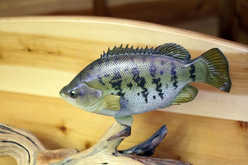 14" Sacramento Perch