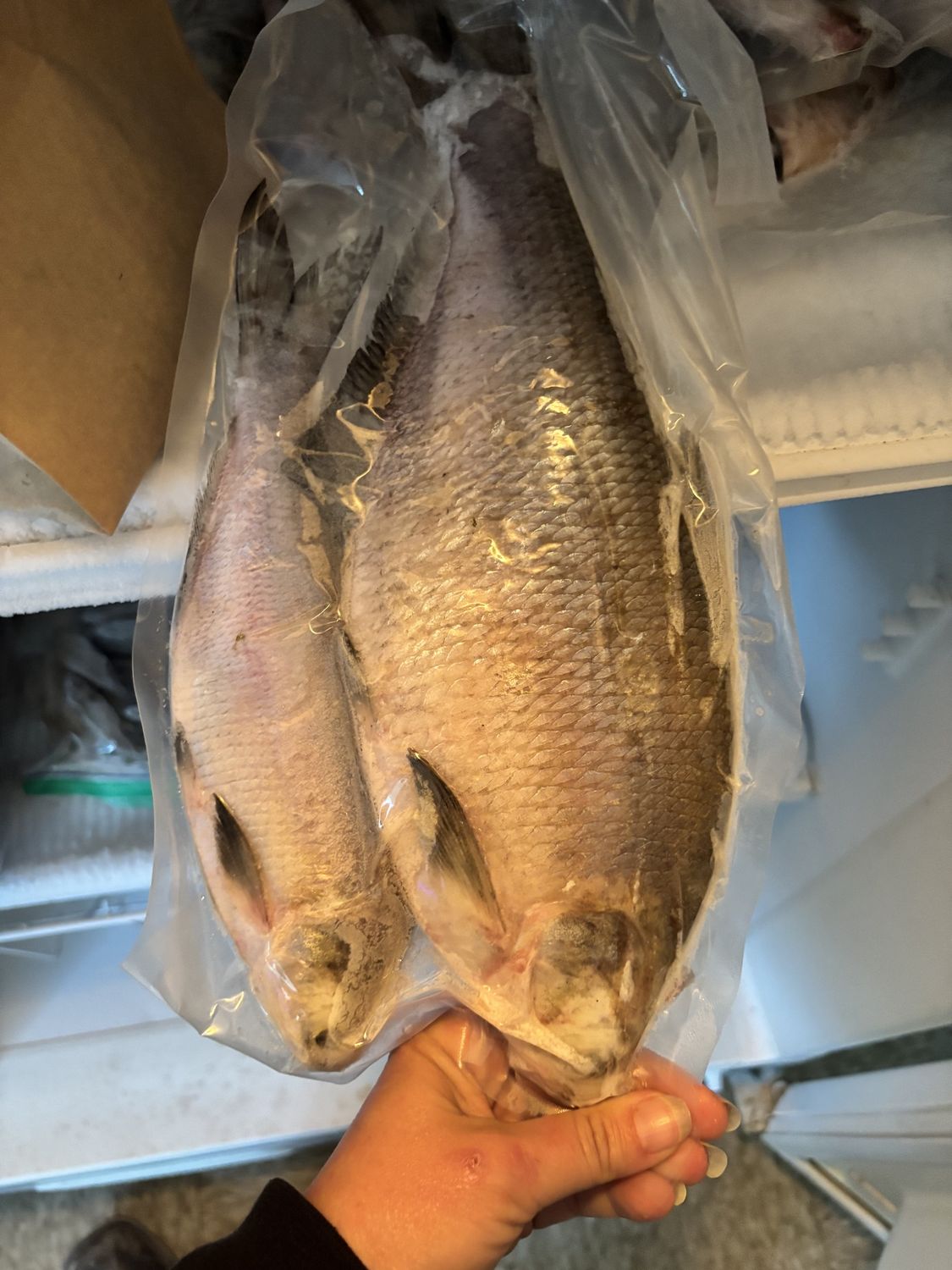 Frozen Whole Shad Large