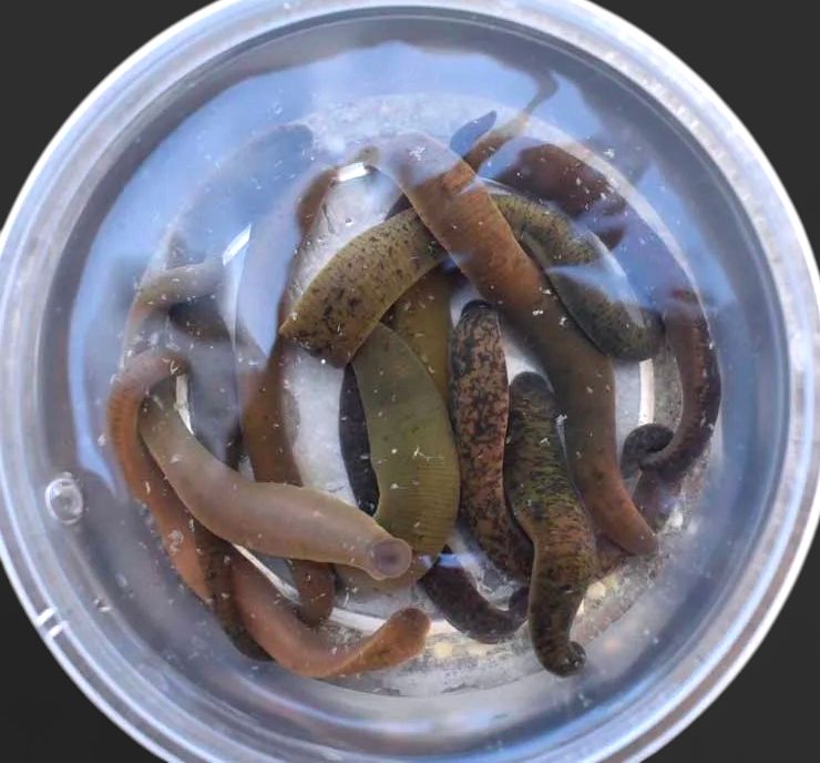 Leeches