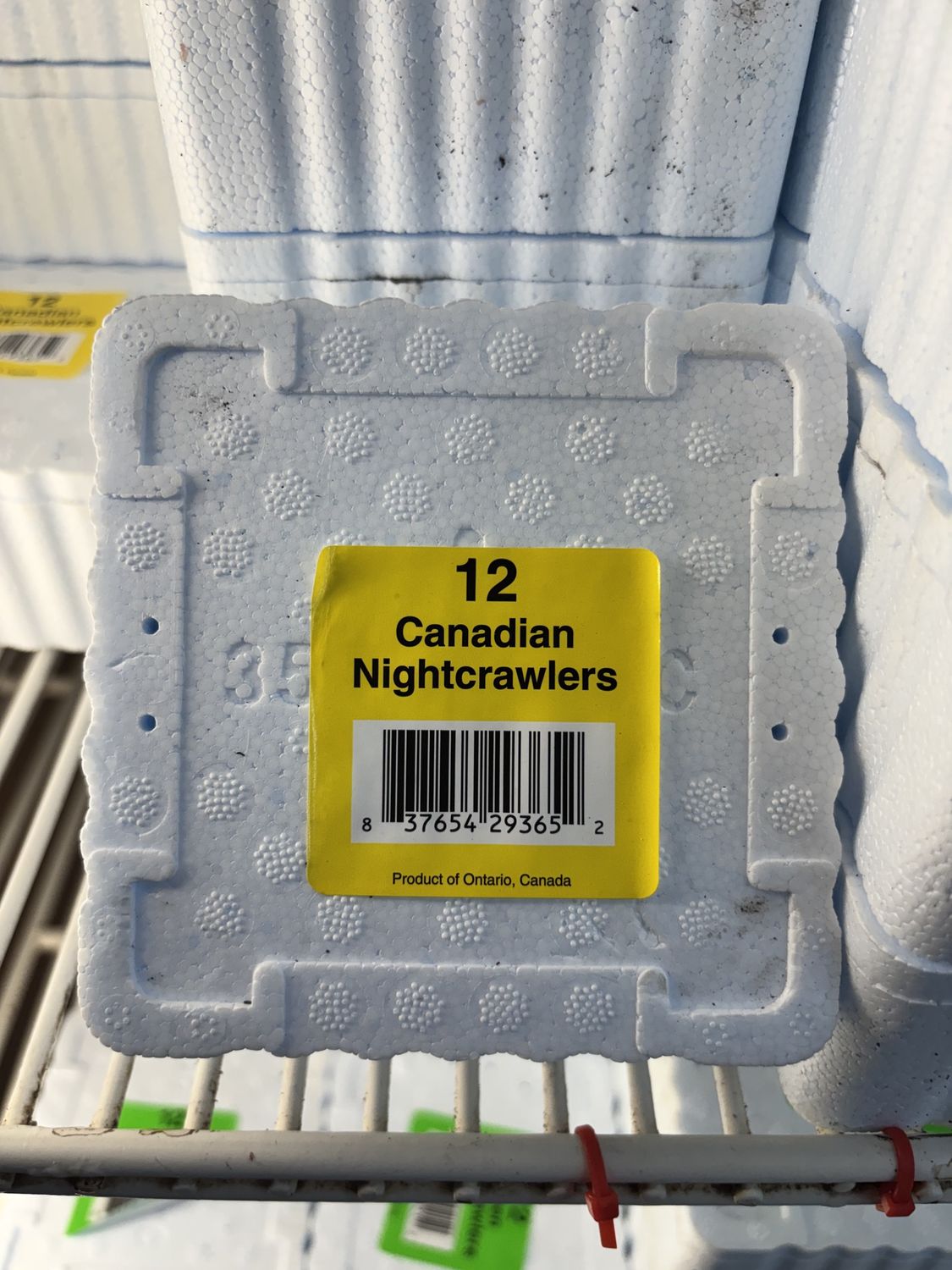 Canadian Nightcrawlers 1doz