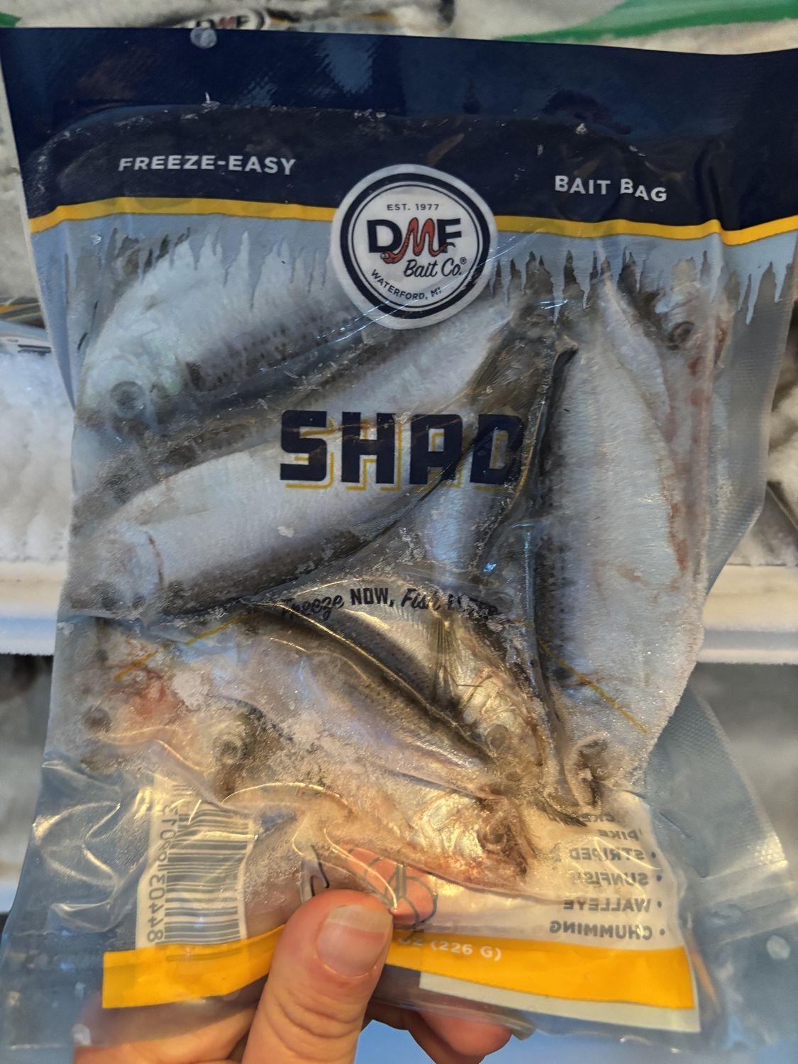 Frozen Shad- DMF