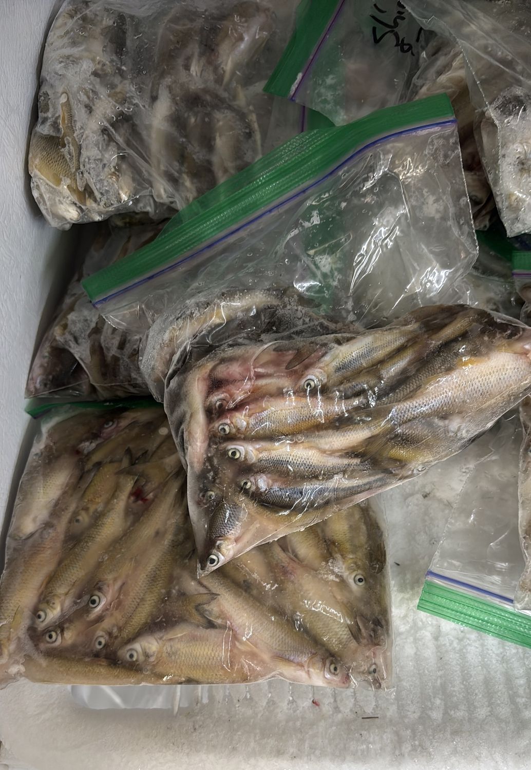 Frozen Minnows/Goldfish