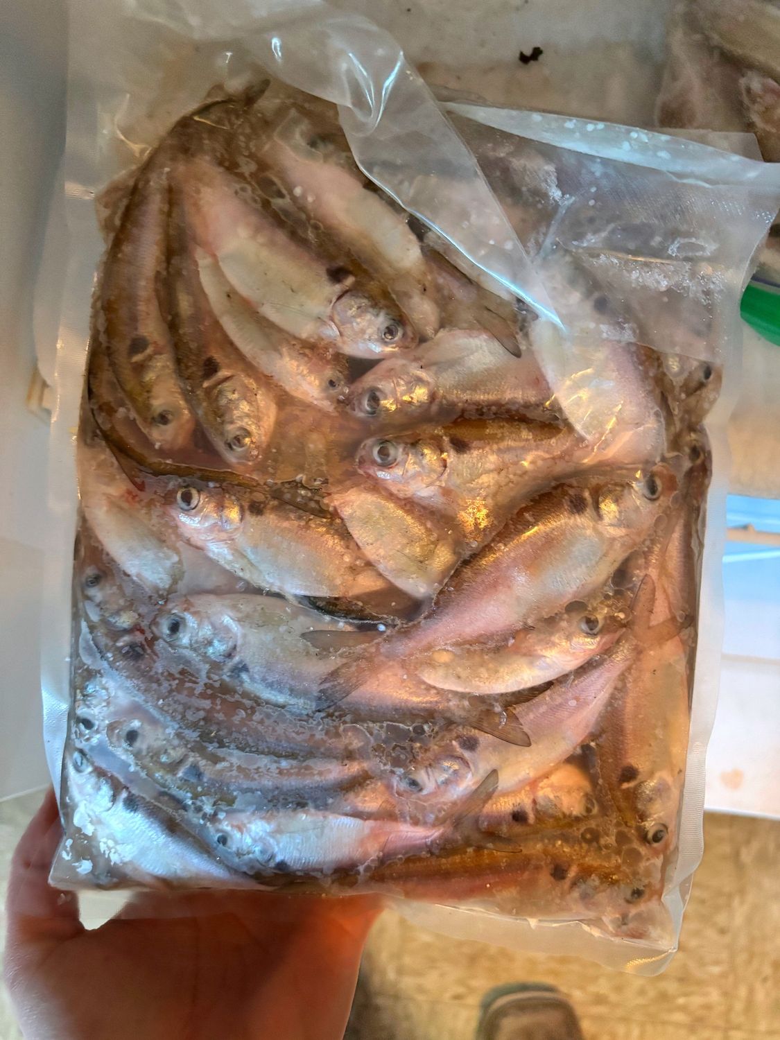 TLFG Frozen Shad