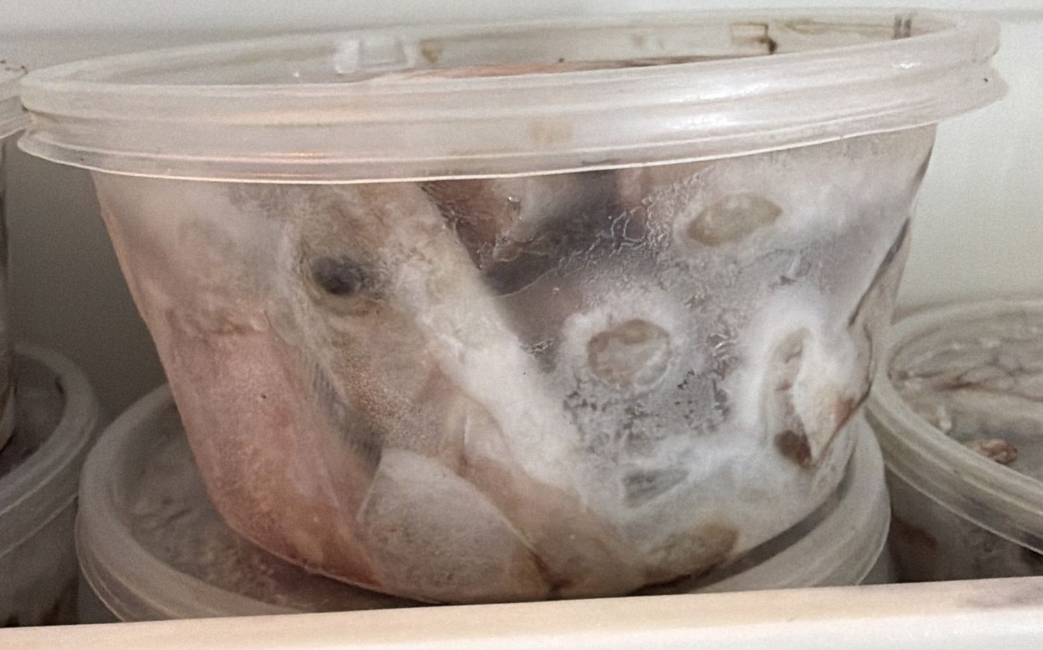 Pre-cut Shad