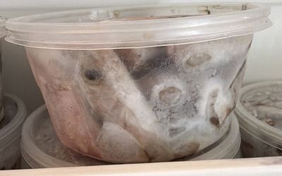Pre-cut Shad