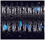 Yamamoto Ichi Worm 10-Inch, 6pk, Black with Large Blue Flake