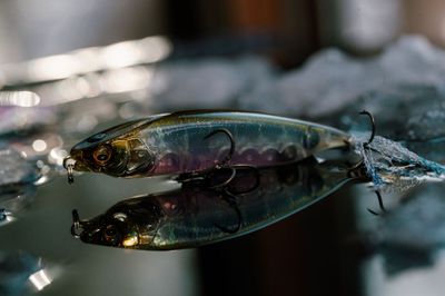 Megabass Karashi 80