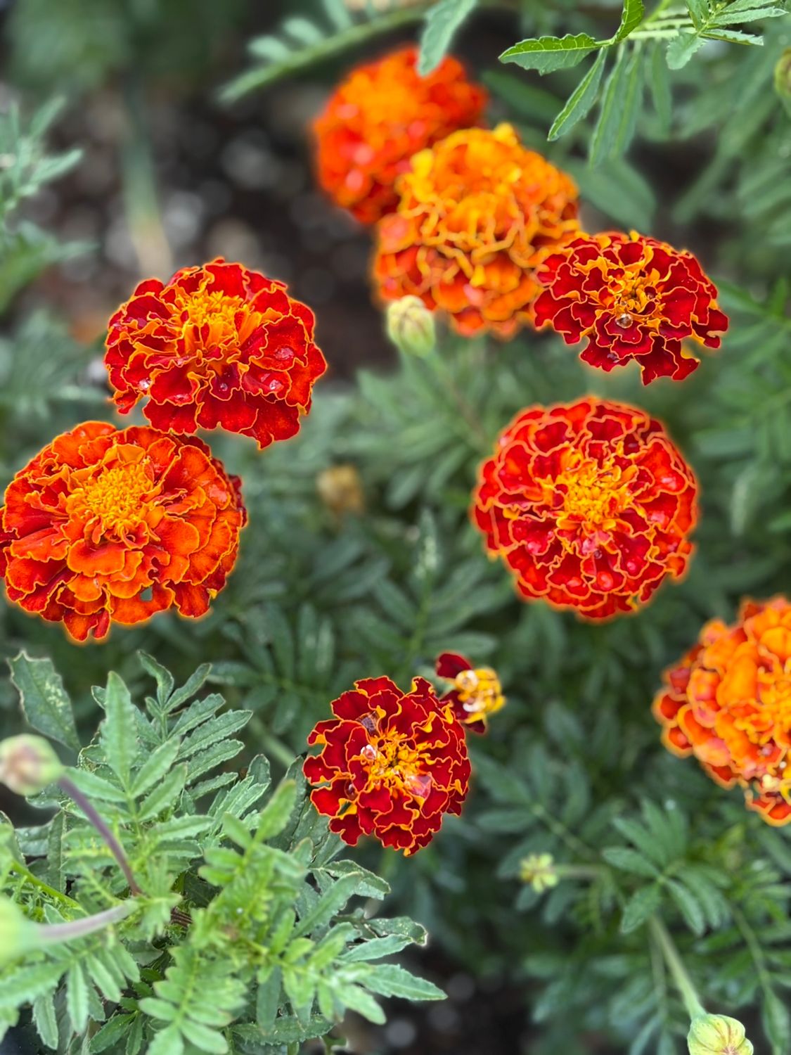 Garden Marigold