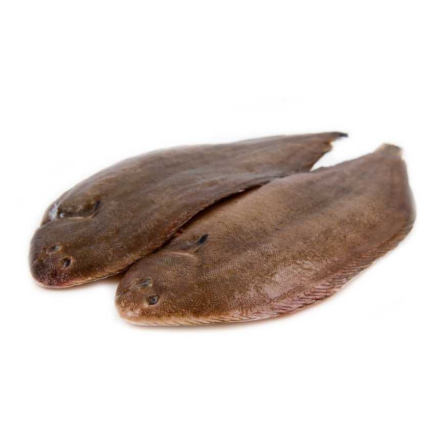 Sole fraîche entière