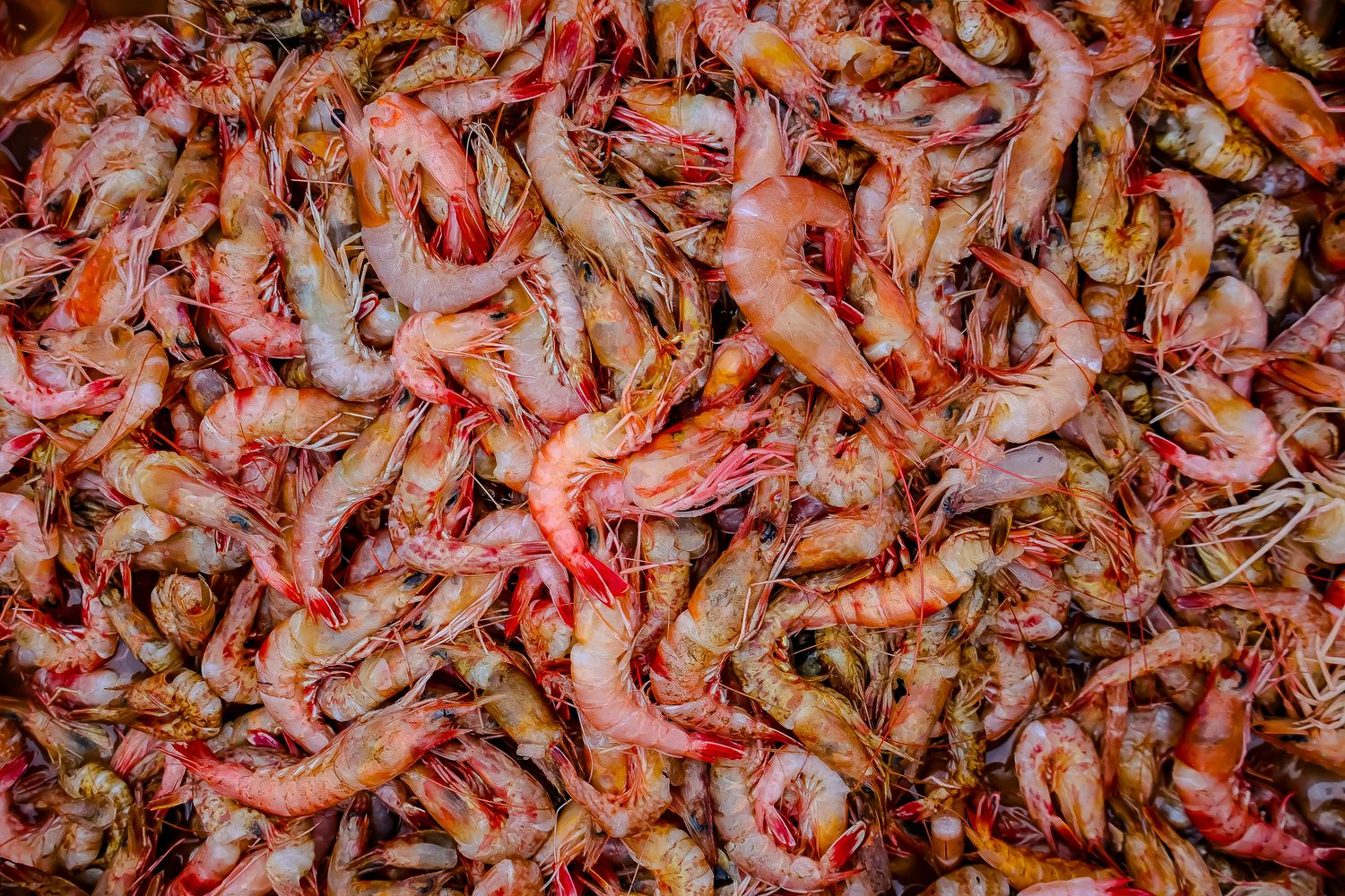 Crevettes