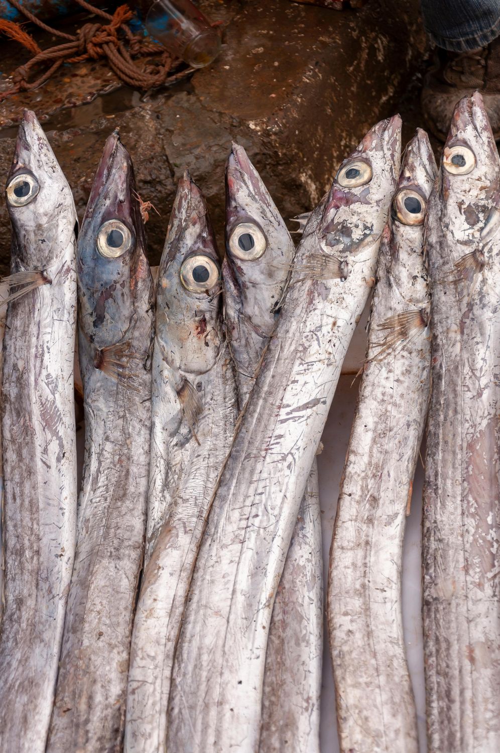 Barakuda (Barracuda) – Goût puissant, caractère marin