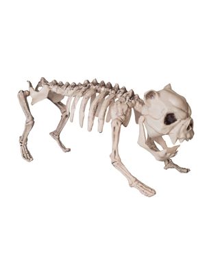 Skelett Hund