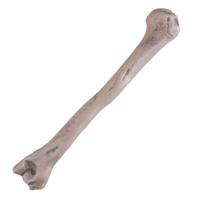 Alte Knochen 27cm Alte Knochen 27cm