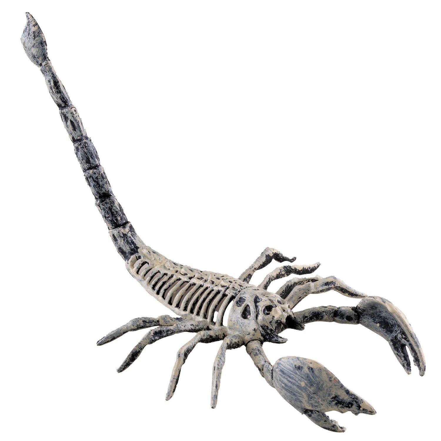 Skorpion Skelett