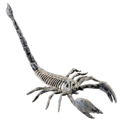 Skorpion Skelett