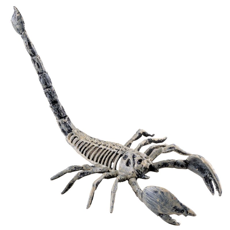 Skorpion Skelett