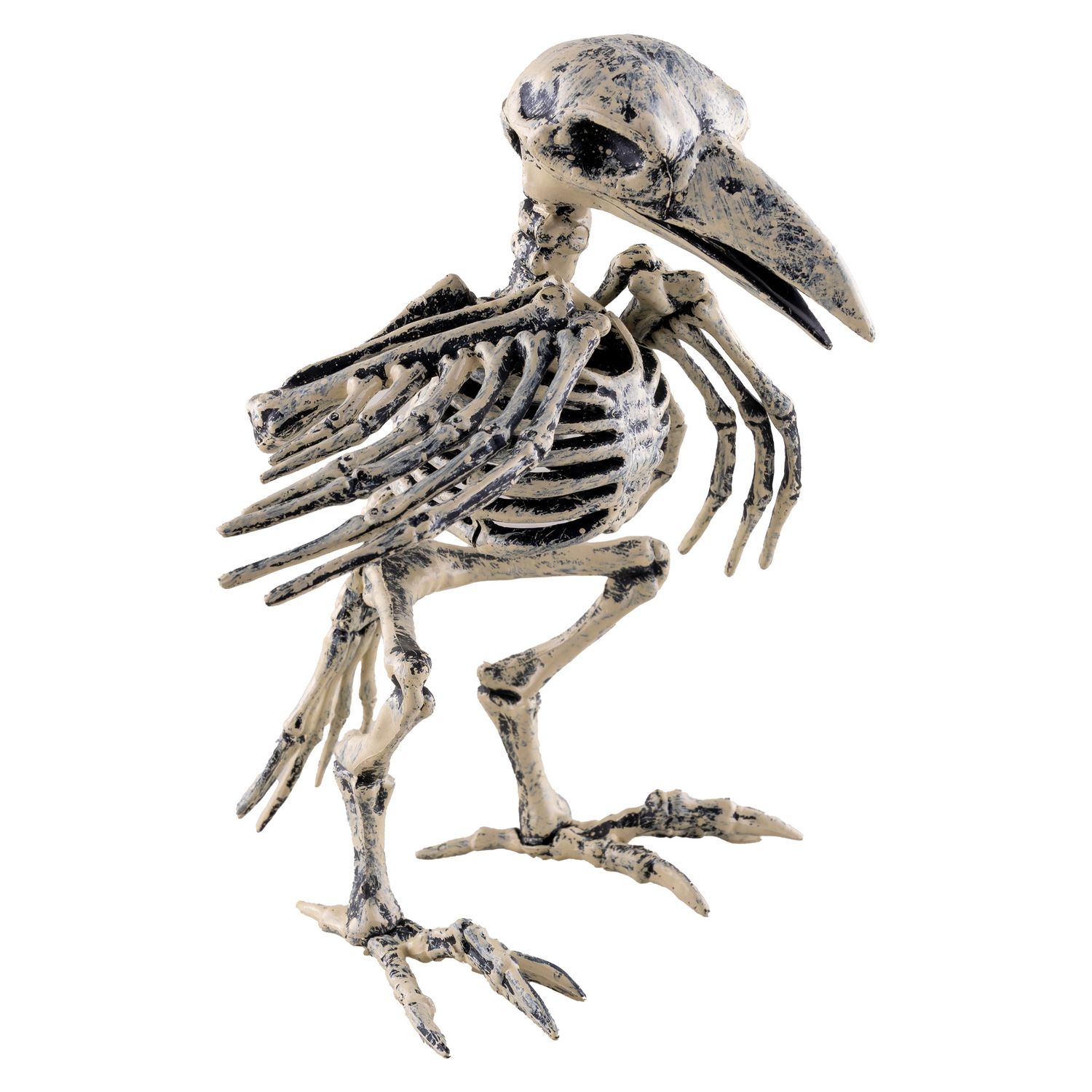 Vogelskelett Vogelskelett