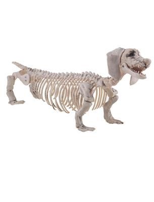 Dachshund Skelett 56cm