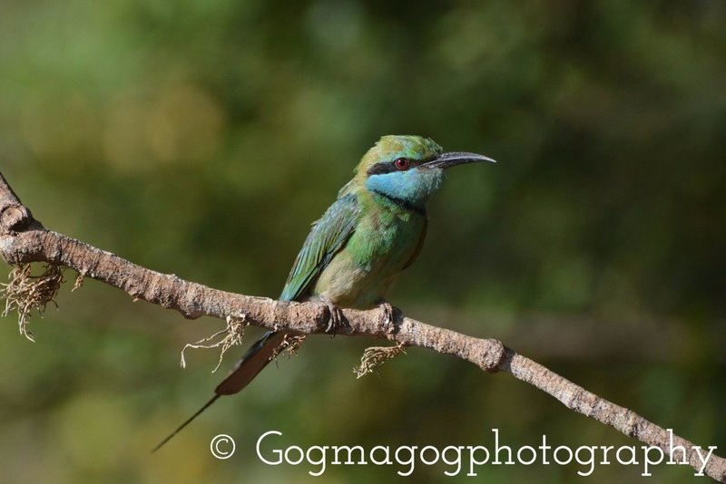 Kingfisher