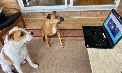 Online Training - Group