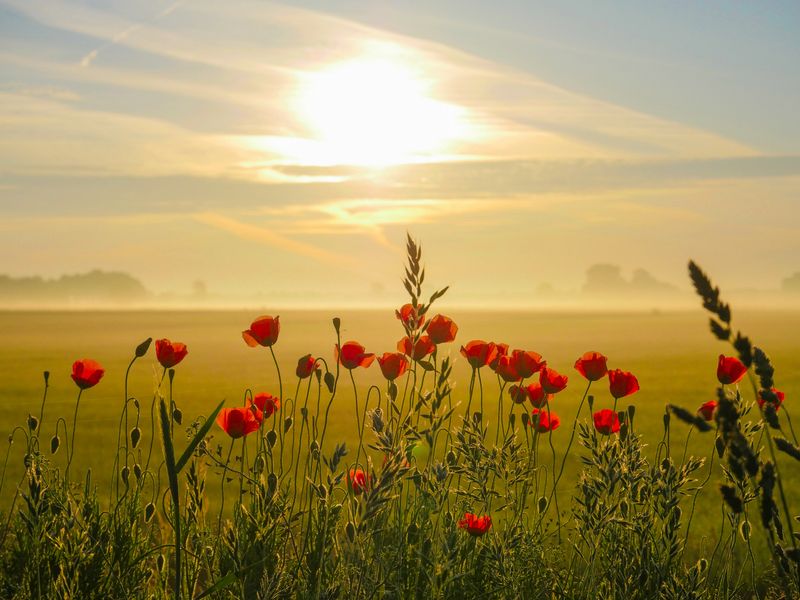 klaprozen in het gouden uur