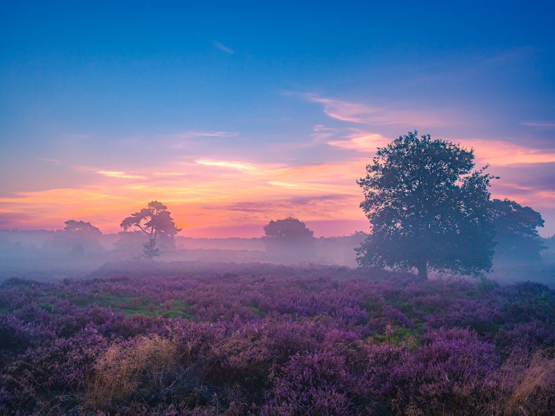 heidepracht in het veld