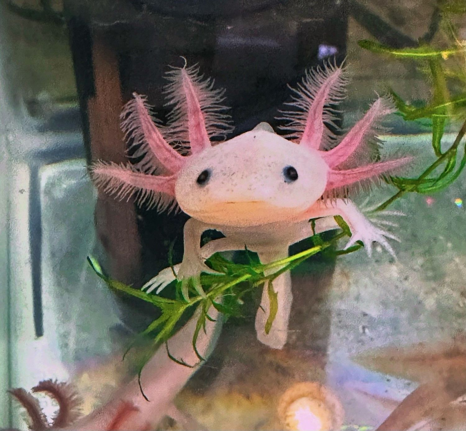 "Classic Pink"