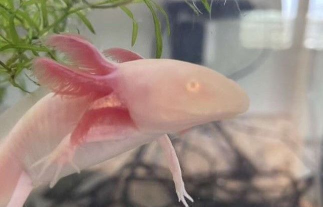 Pink Albino