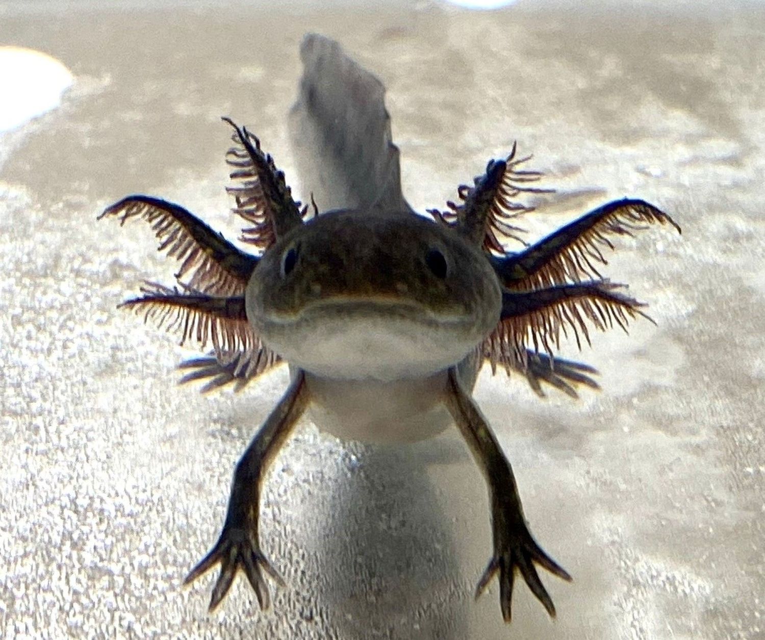 Black Melanoid