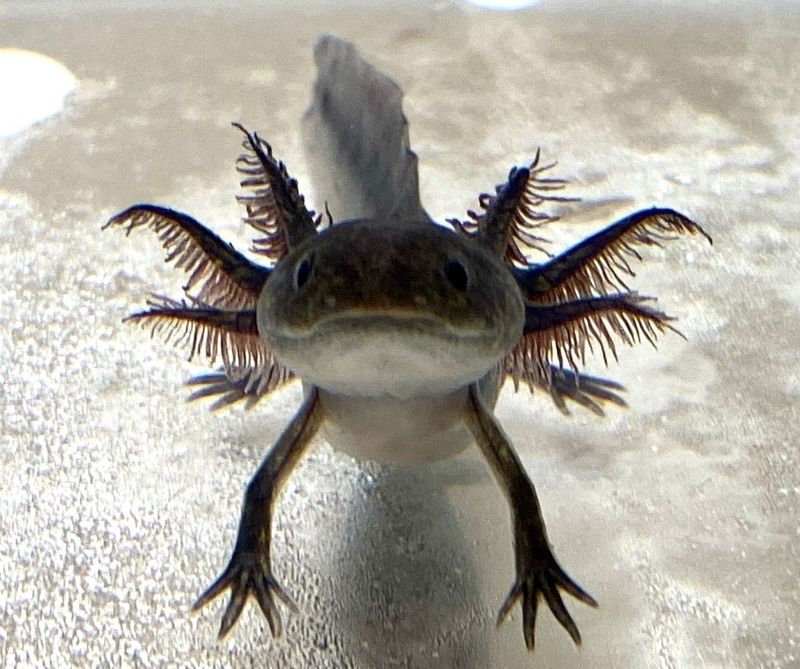 Black Melanoid