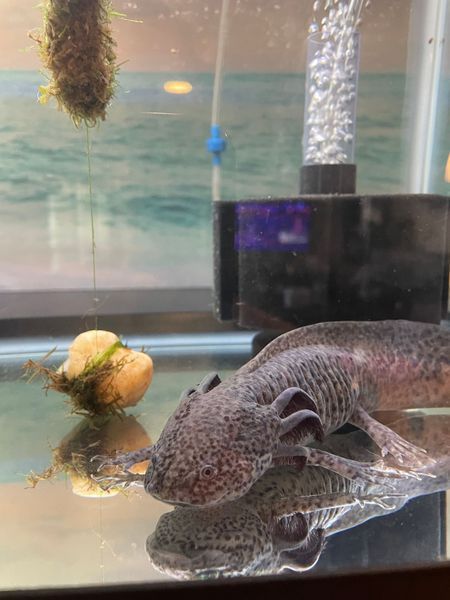 Axanthic
